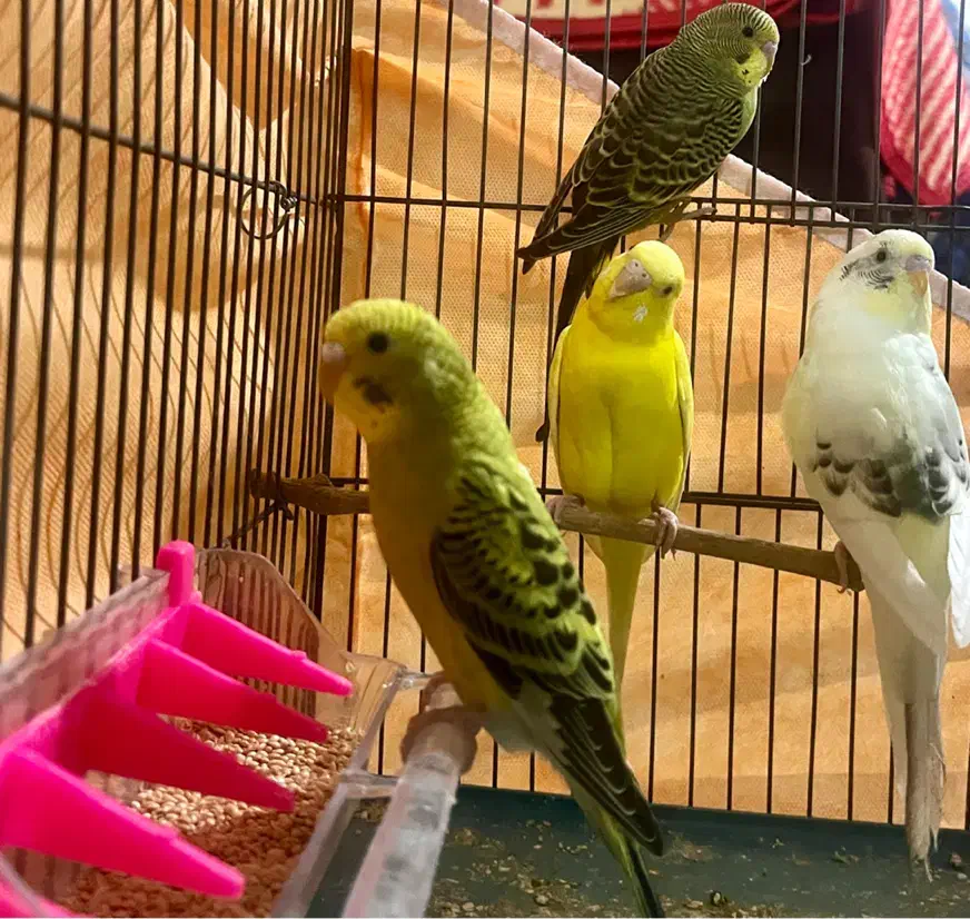 مرغ عشق|پرنده|شیراز, تل حسینآباد|دیوار