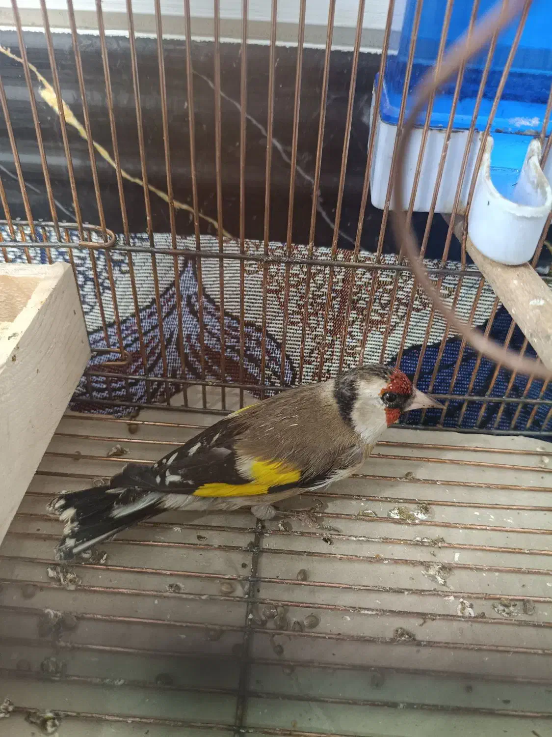 سهره دورگ|پرنده|شیراز, کفترک|دیوار