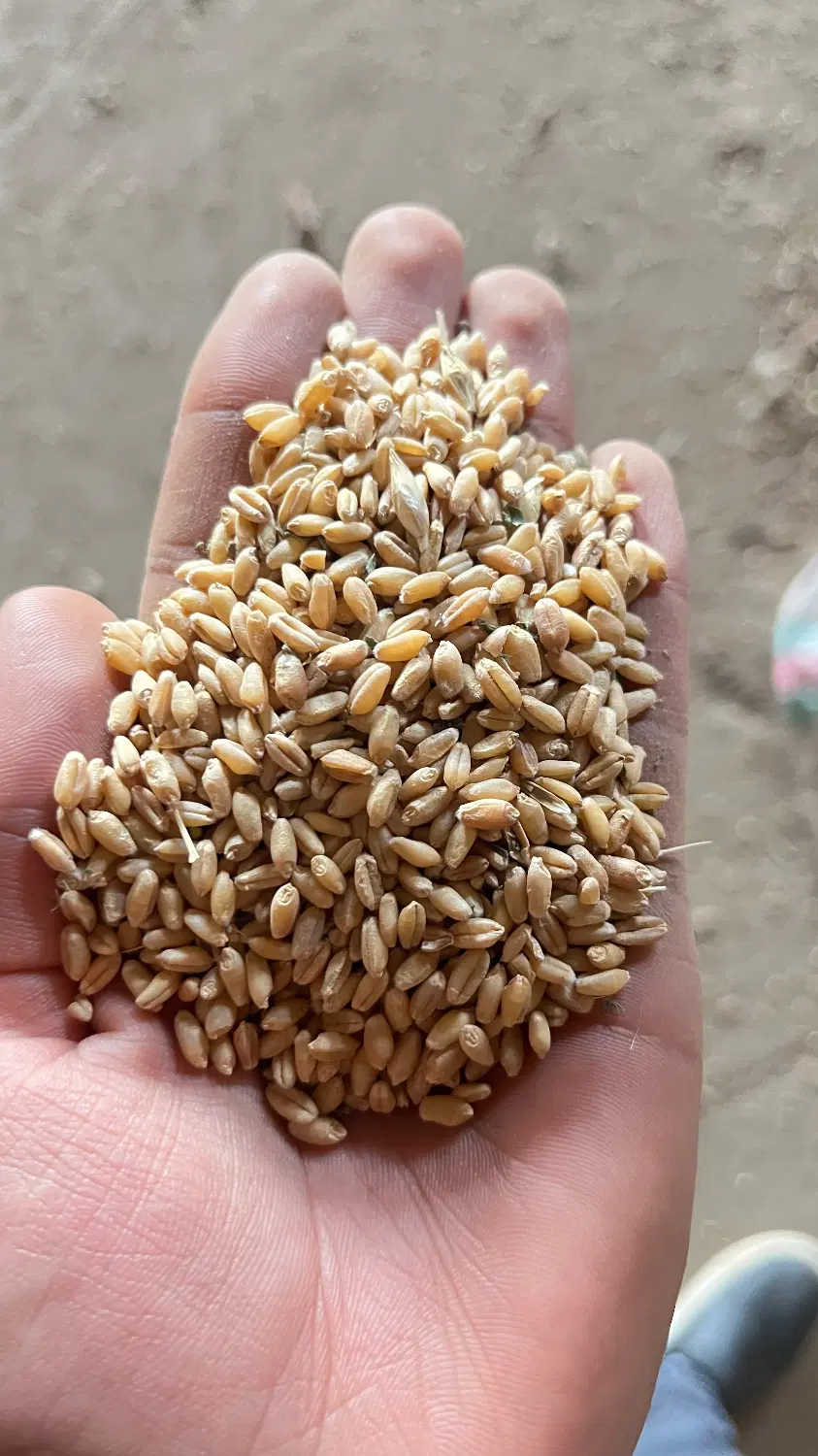 گندم|خوردنی و آشامیدنی|گرگان, |دیوار