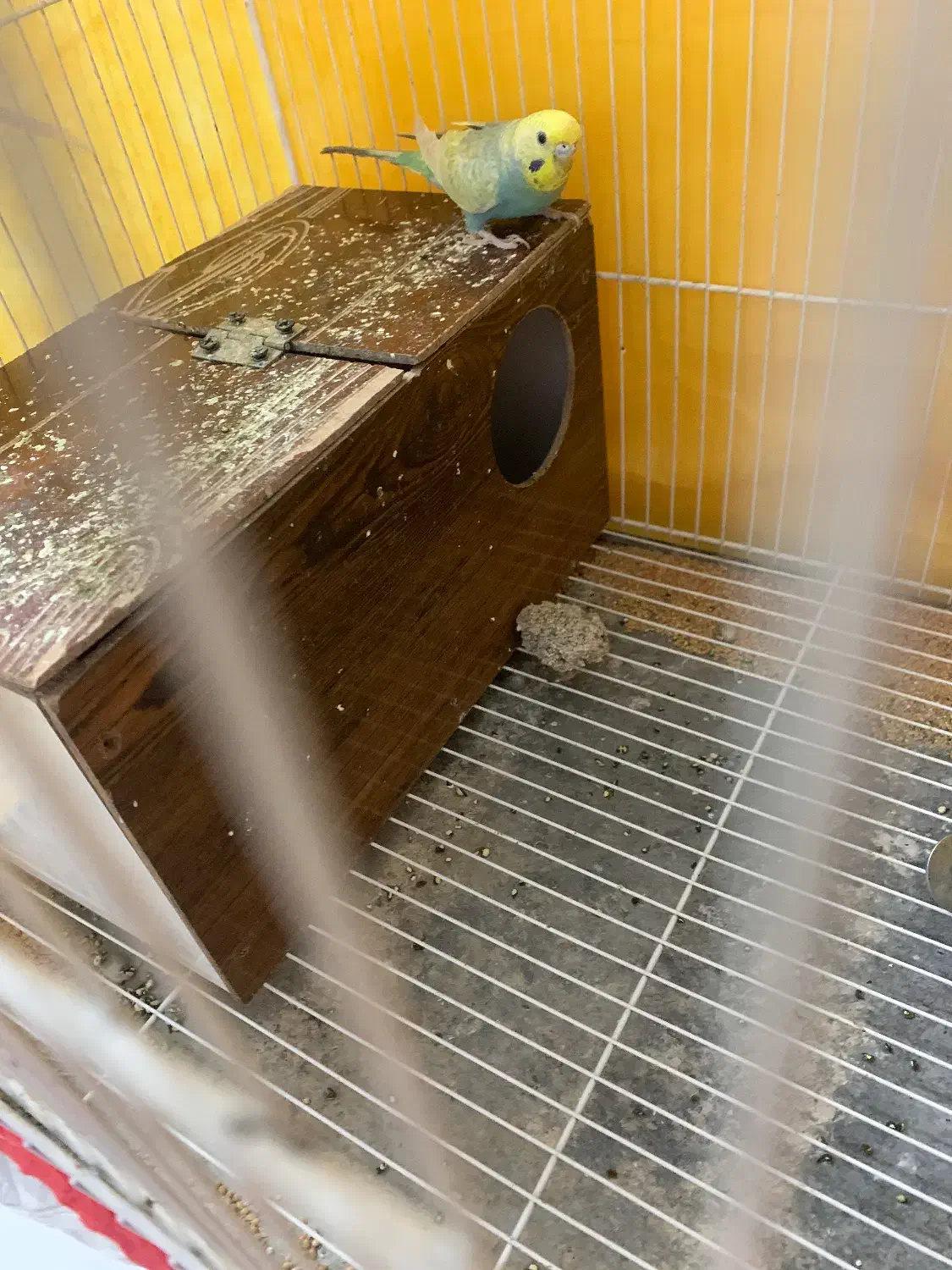 مرغ عشق|پرنده|سبزوار, فرهنگیان|دیوار