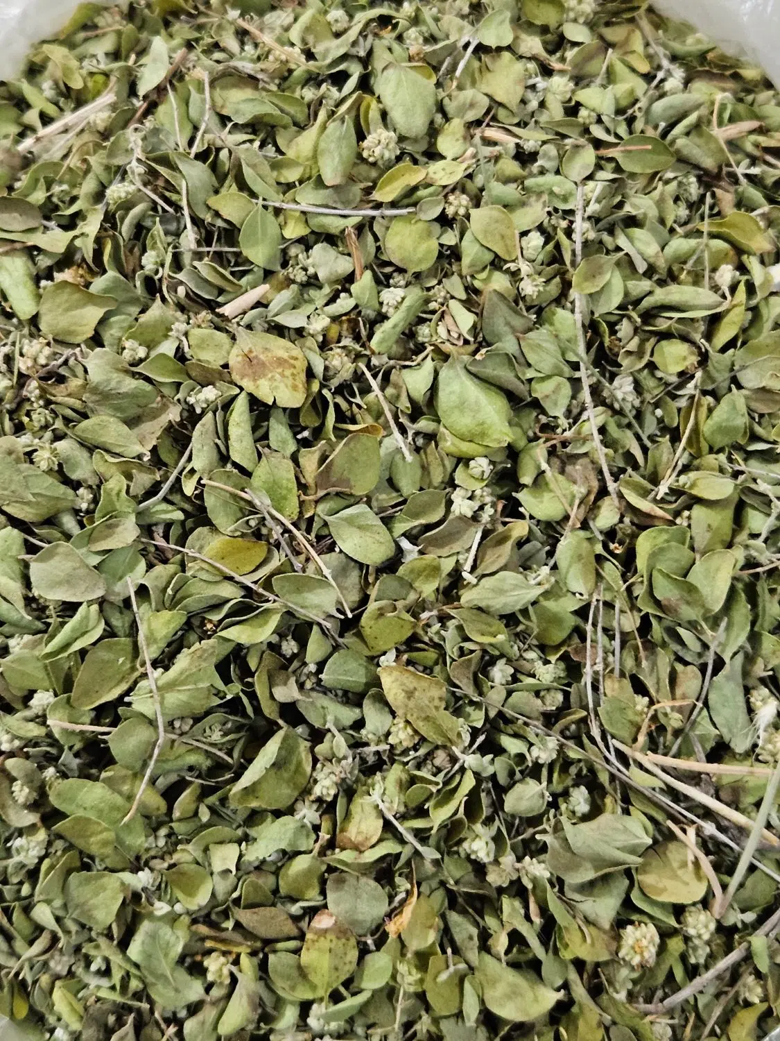 اویشن|خوردنی و آشامیدنی|بندرعباس, |دیوار