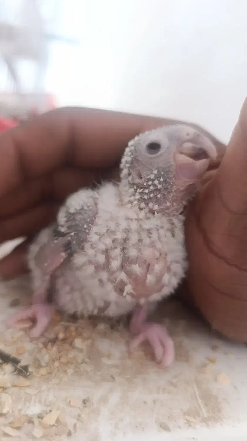 گرینجیک|پرنده|کرباسک, |دیوار