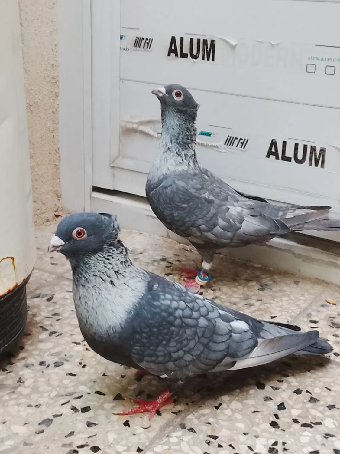 کبوتر|پرنده|شیراز, نارنجستان|دیوار