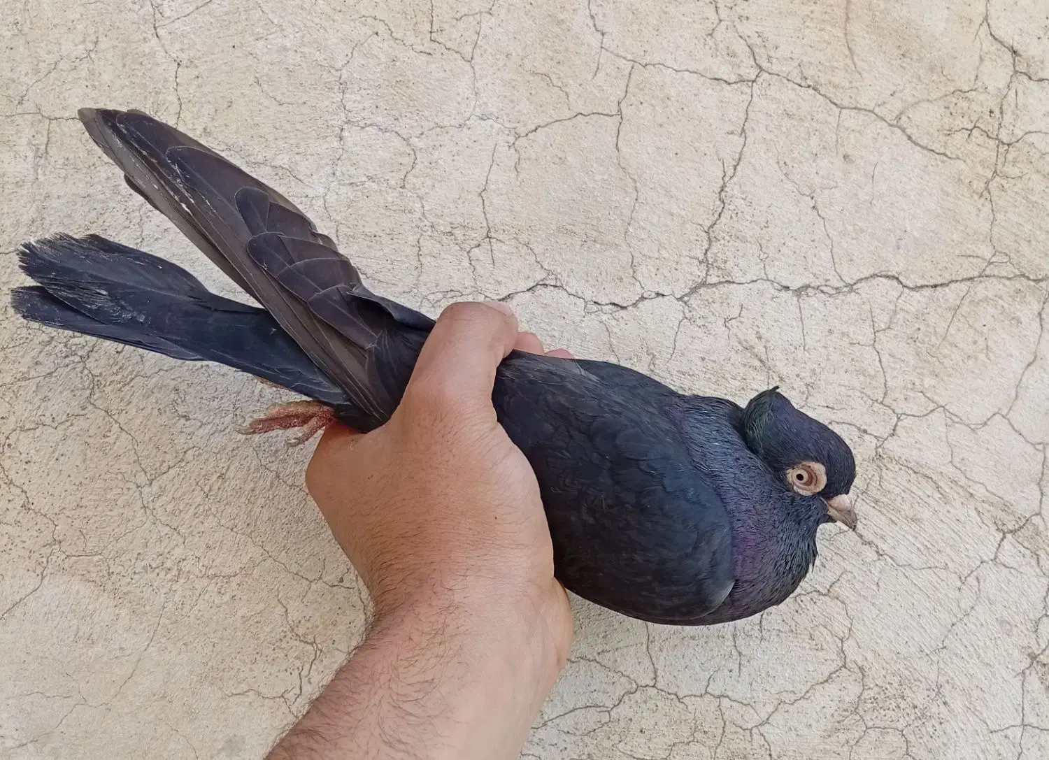 کبوتر زاغ|پرنده|ایذه, |دیوار