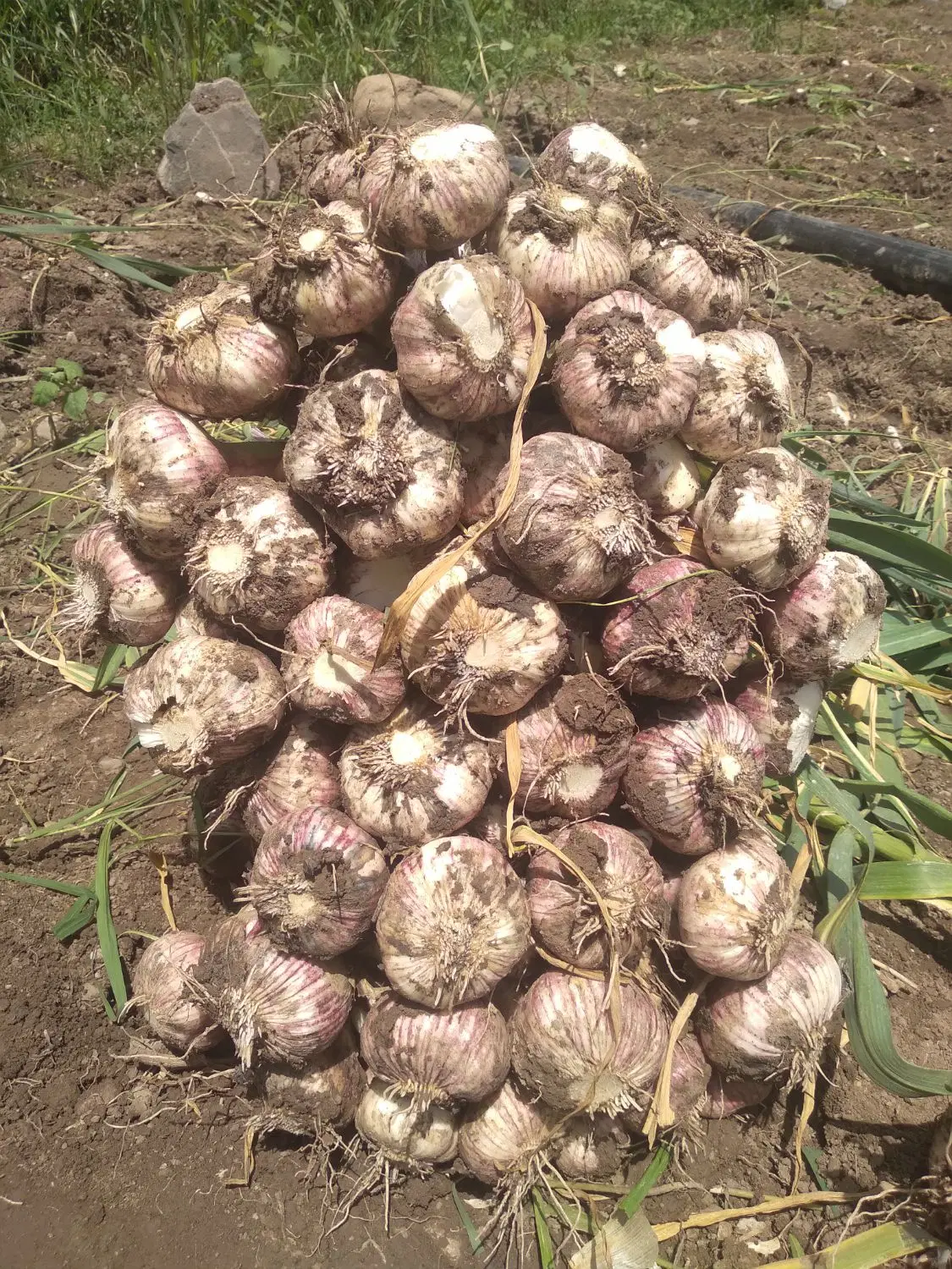 سیرتازه|خوردنی و آشامیدنی|رشت, خمیران زاهدان|دیوار