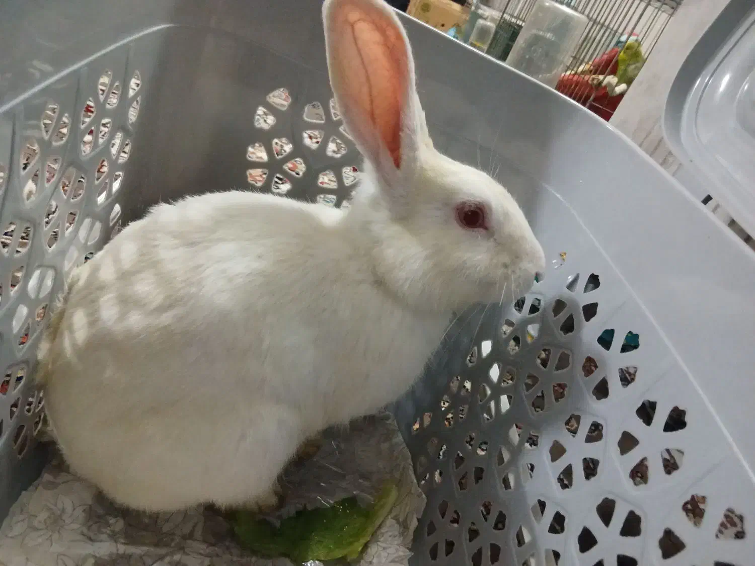 خرگوش|موش و خرگوش|قم, ولیعصر|دیوار