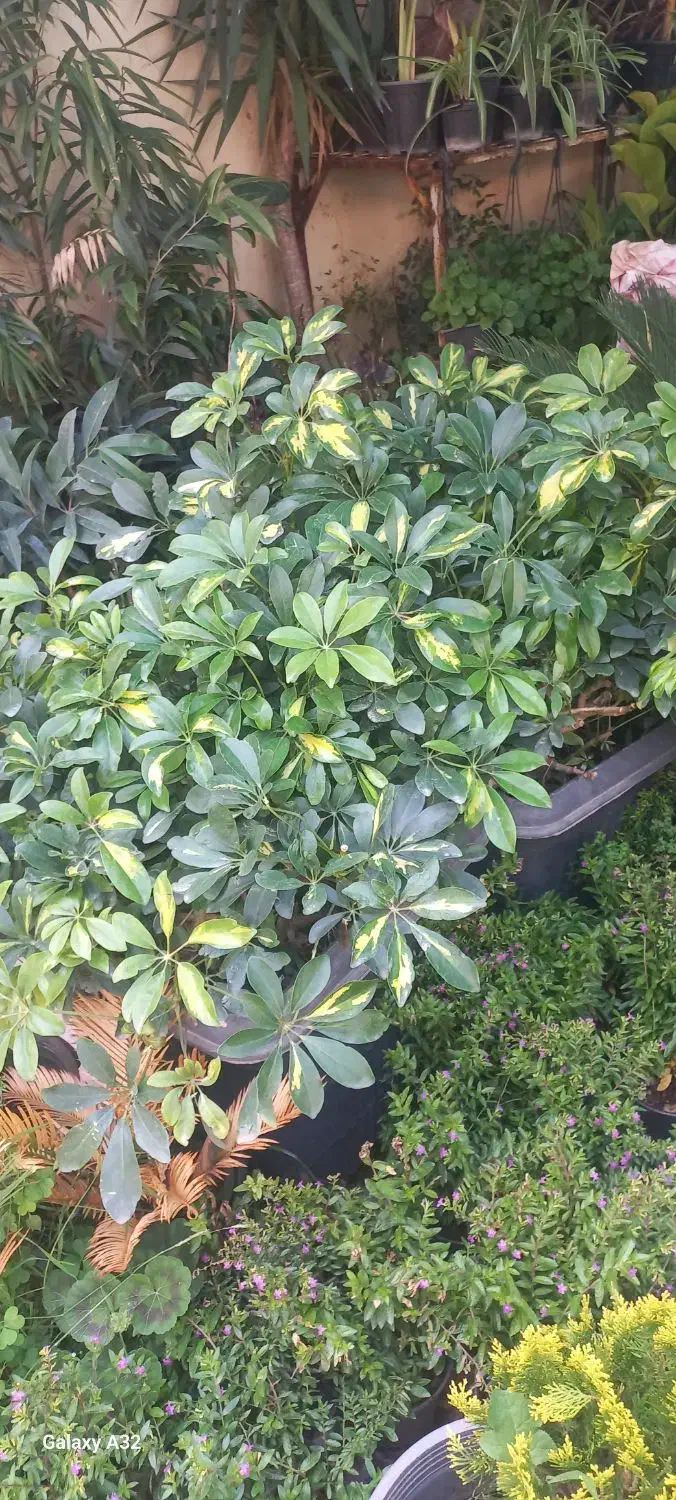 گل ها بزرگ و شیک|گل و گیاه طبیعی|کازرون, |دیوار