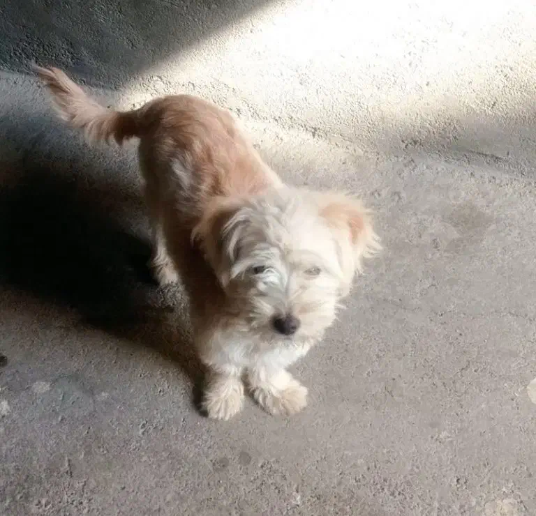 سگ گمشده|سگ|تربت جام, مولانا|دیوار