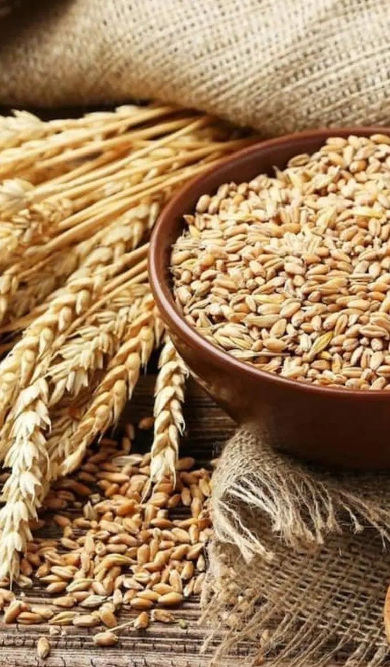 گندم|خوردنی و آشامیدنی|خوانسار, |دیوار