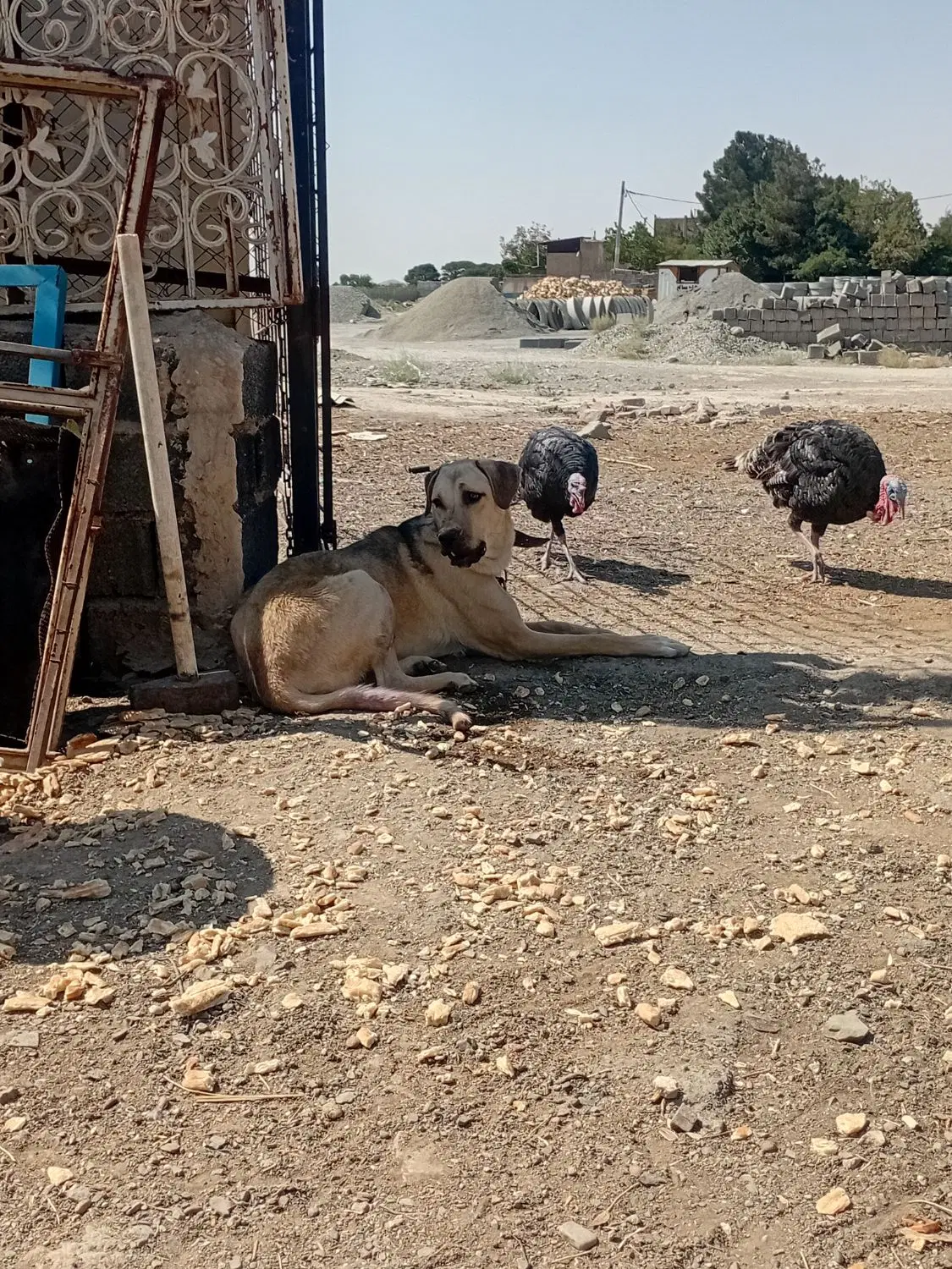 سگ پژدر|سگ|ماهدشت, |دیوار