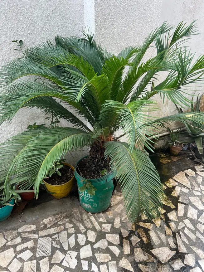 سیکاس|گل و گیاه طبیعی|رشت, استادسرا|دیوار