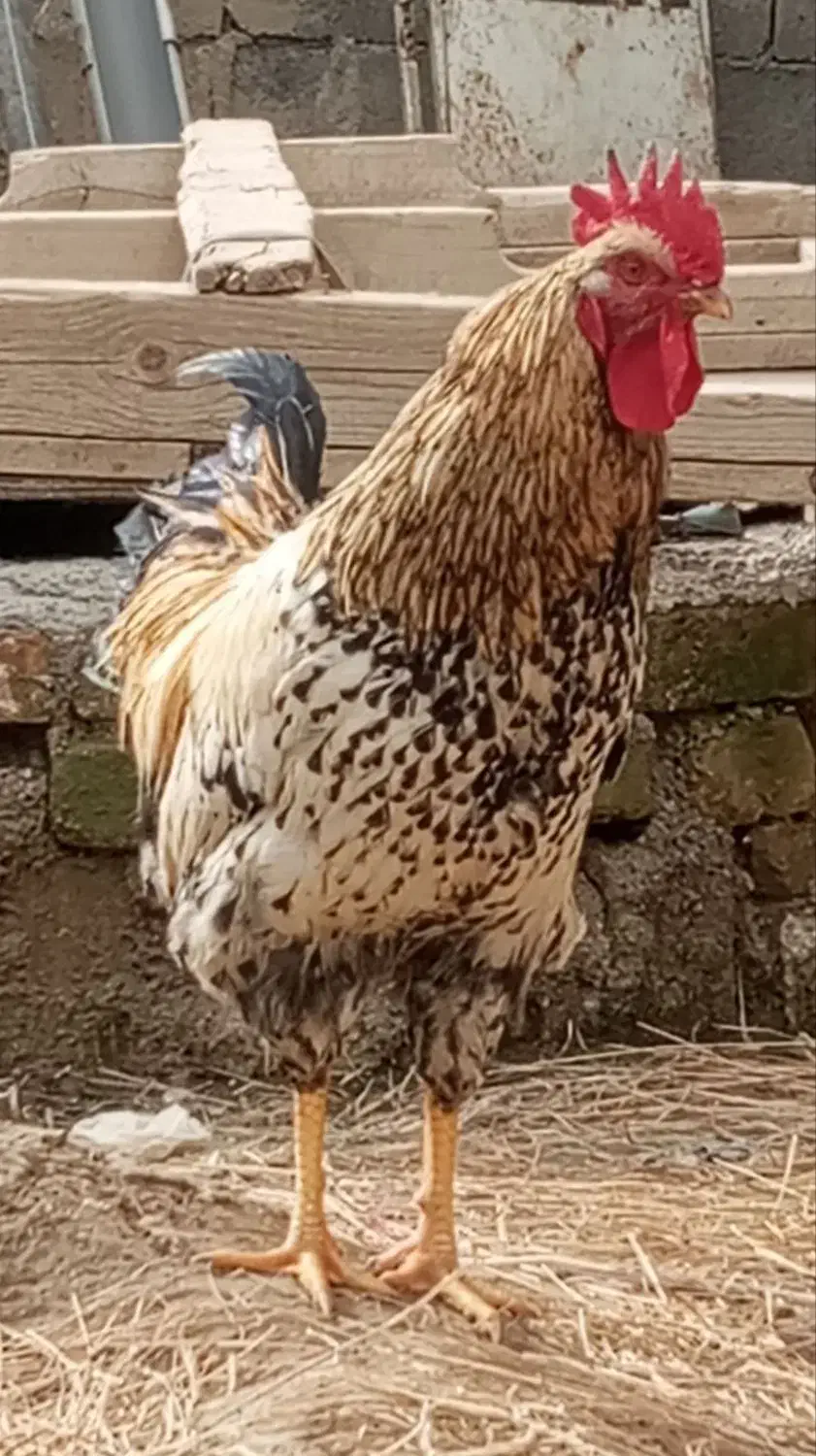 مرغ لاری|حیوانات مزرعه|چناران, |دیوار