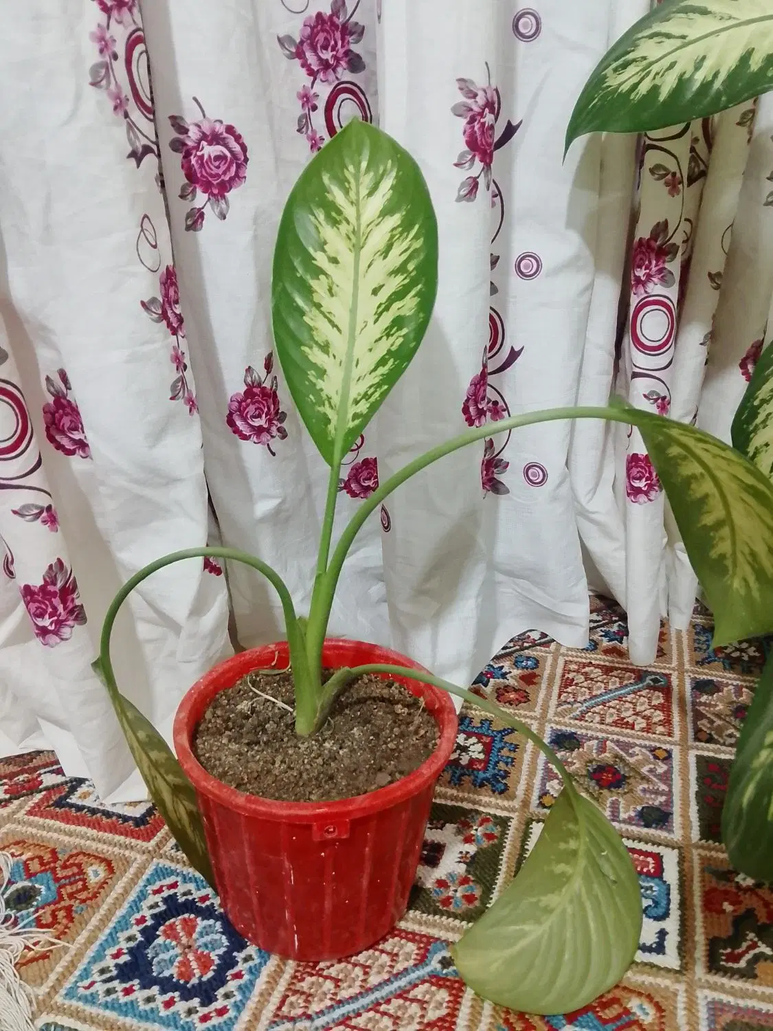 گل طبیعی|گل و گیاه طبیعی|بروجرد, |دیوار
