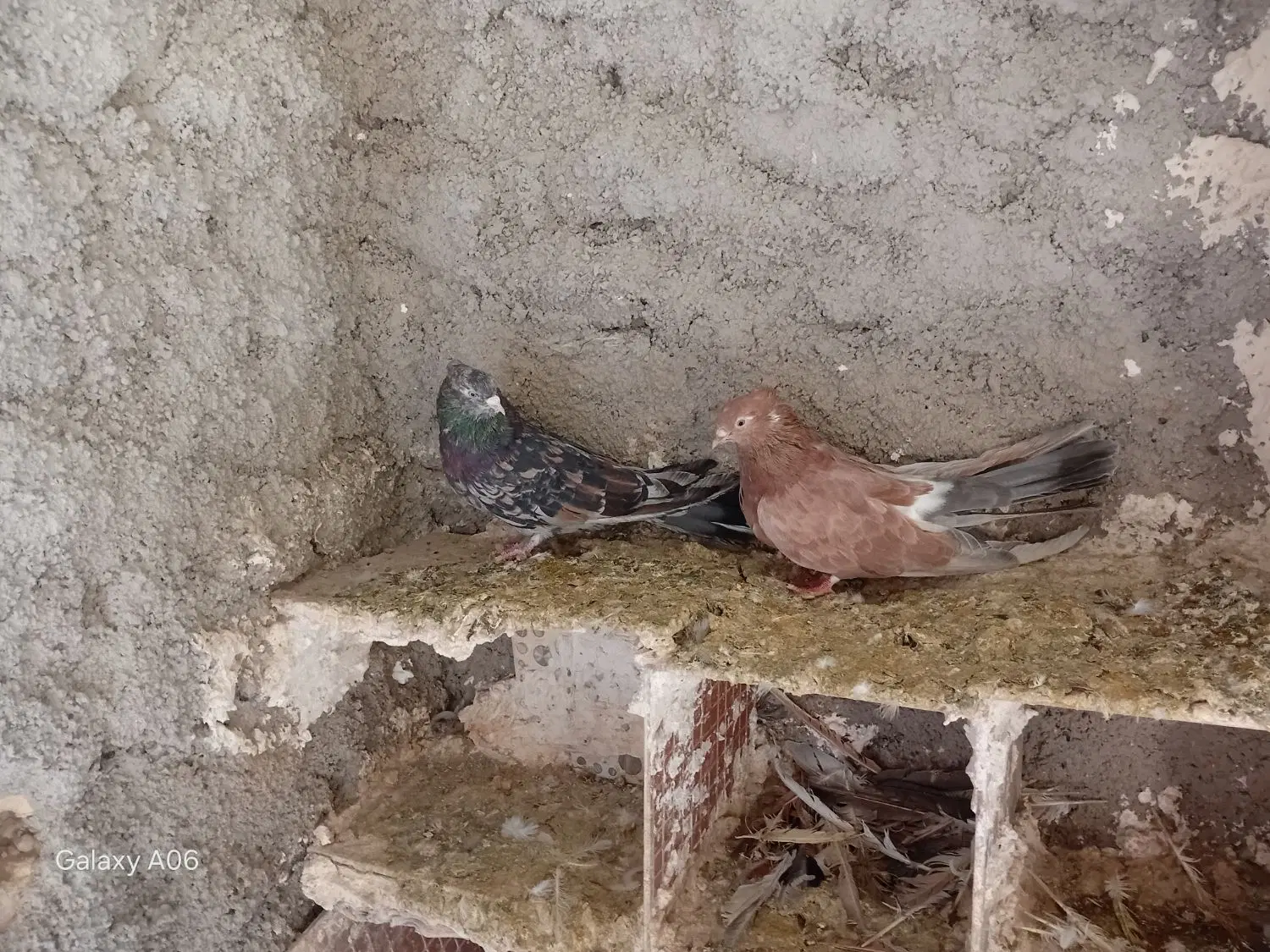 کبوتر|پرنده|ساوه, |دیوار