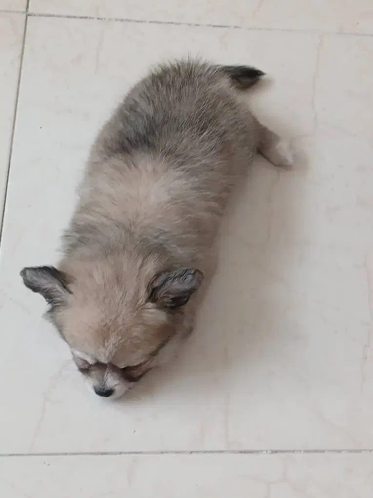 سگ پامر|سگ|اصفهان, کوی ولی عصر|دیوار