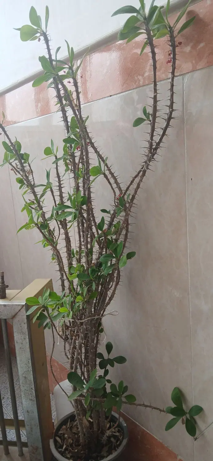 گلها|گل و گیاه طبیعی|مرند, |دیوار