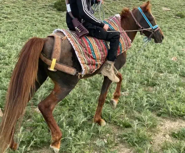 اسب عرب|اسب و تجهیزات اسبسواری|مهدی شهر, |دیوار