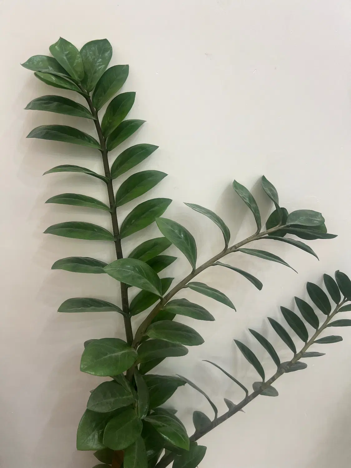 گل طبیعی|گل و گیاه طبیعی|اردکان, |دیوار