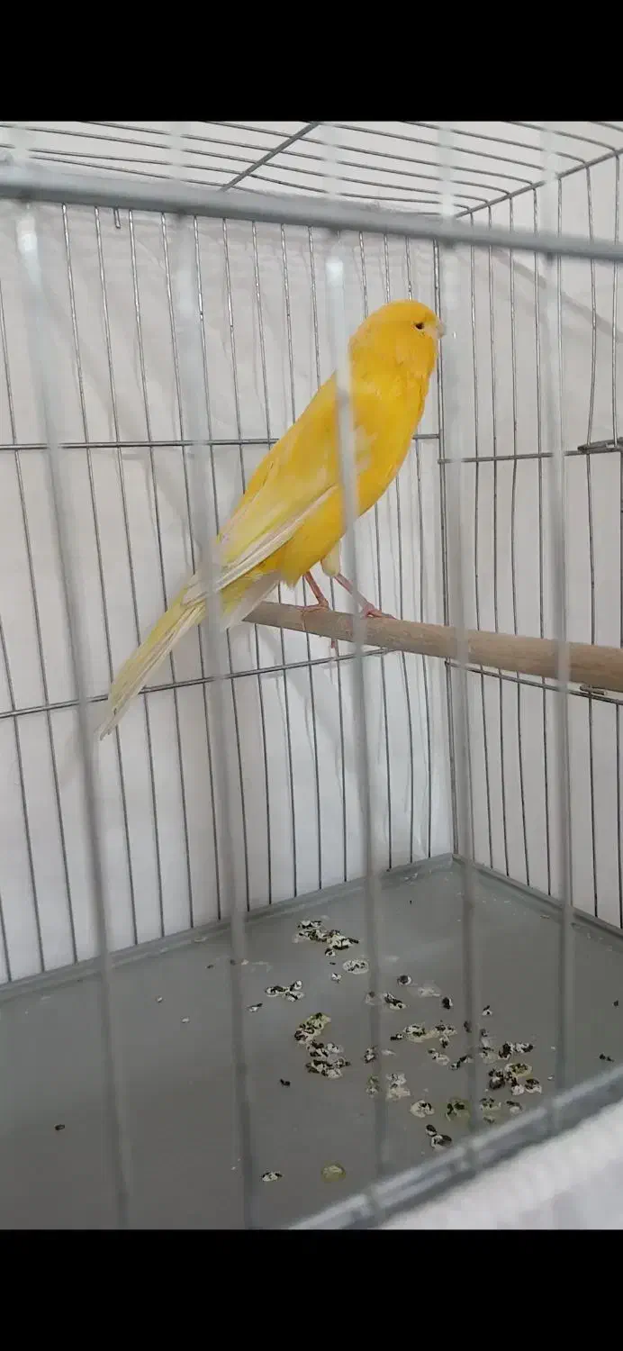 قناری نر|پرنده|مشکیندشت, |دیوار