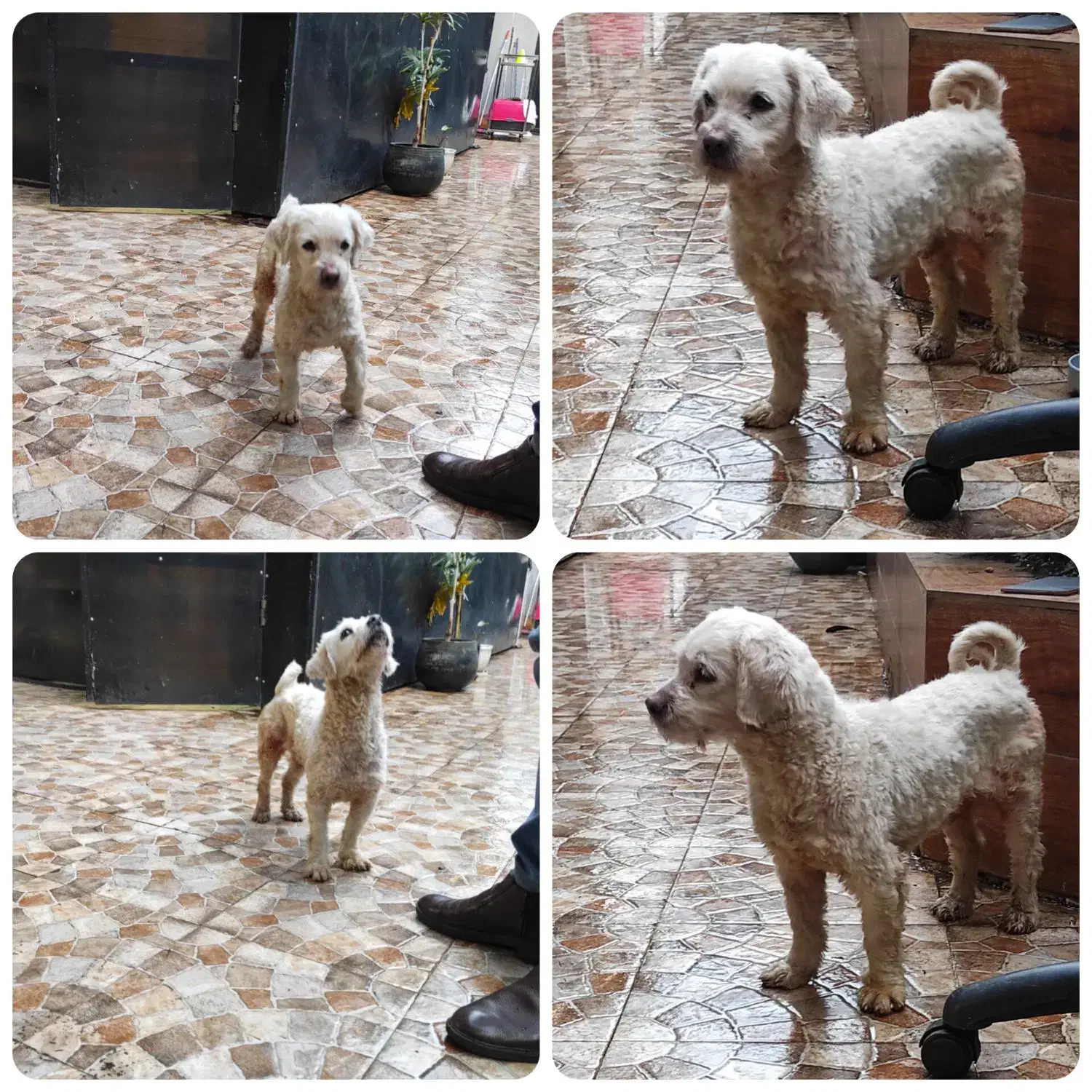 واگذاری|سگ|رشت, دیلمان|دیوار