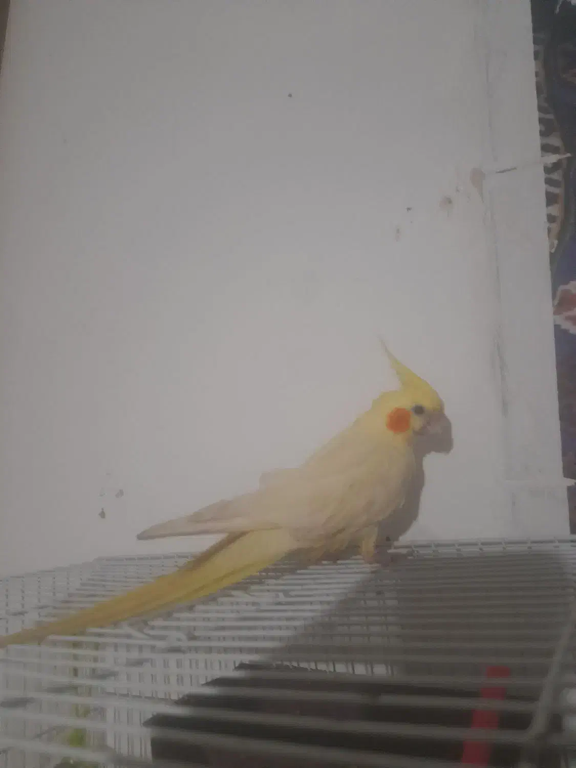 عروس هلندی|پرنده|تربت‌حیدریه, پائین ولایت|دیوار