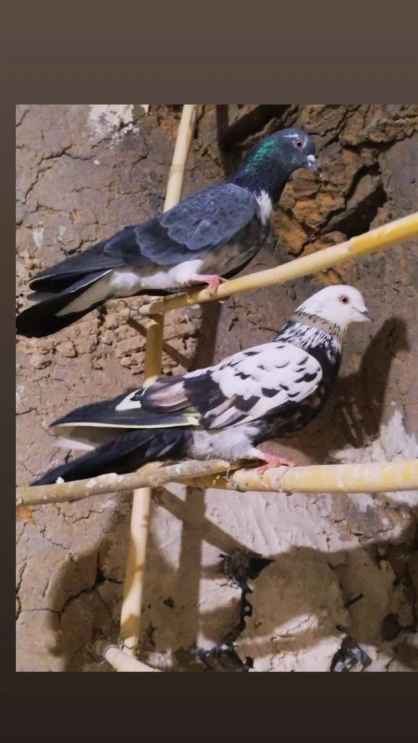 کفتر|پرنده|تویسرکان, |دیوار