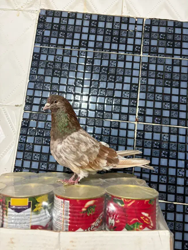 سرور نر‌|پرنده|اردبیل, |دیوار