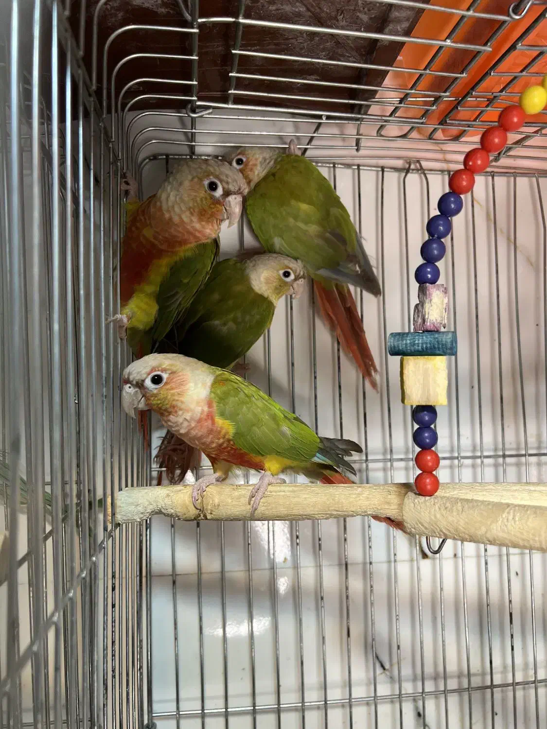 پرنده آرا|پرنده|بانه, |دیوار