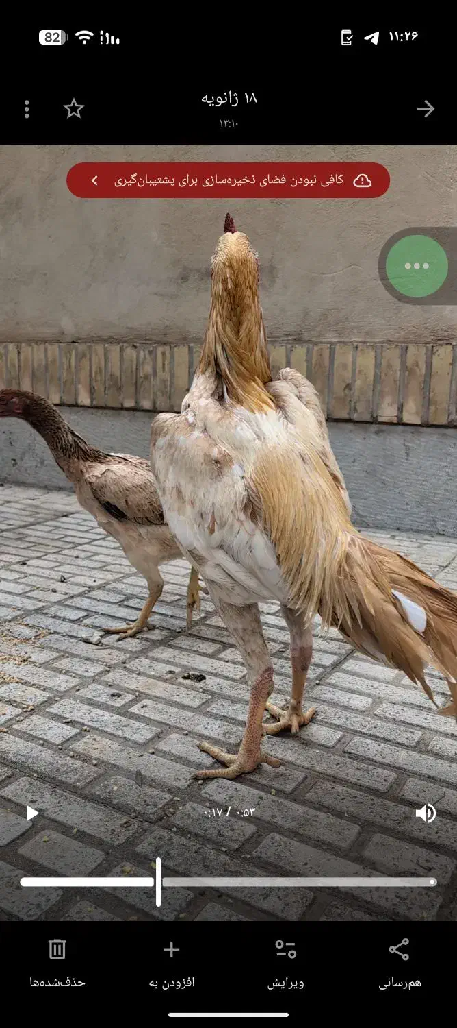 تخم لاری|حیوانات مزرعه|محمدیه-قزوین, |دیوار