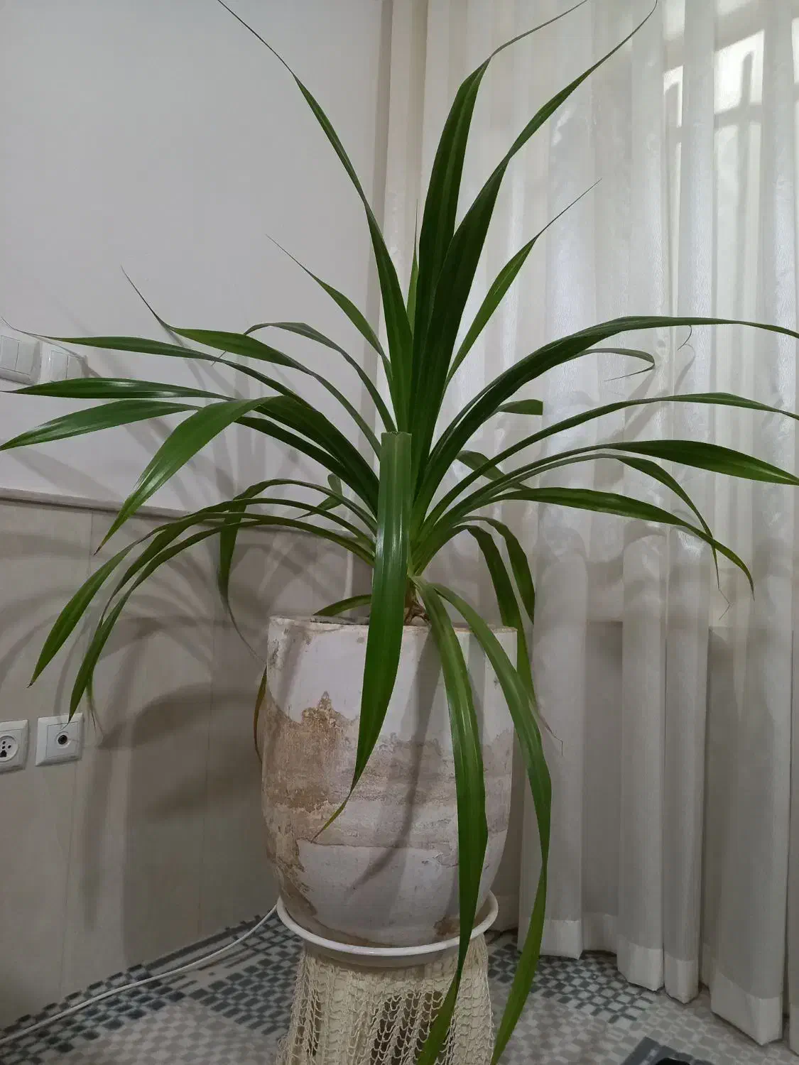 انواع گل|گل و گیاه طبیعی|نیشابور, شهید بهشتی|دیوار