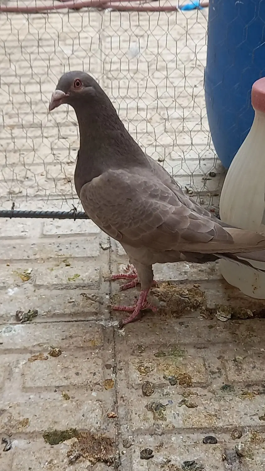 کبوتر|پرنده|تاکستان, |دیوار