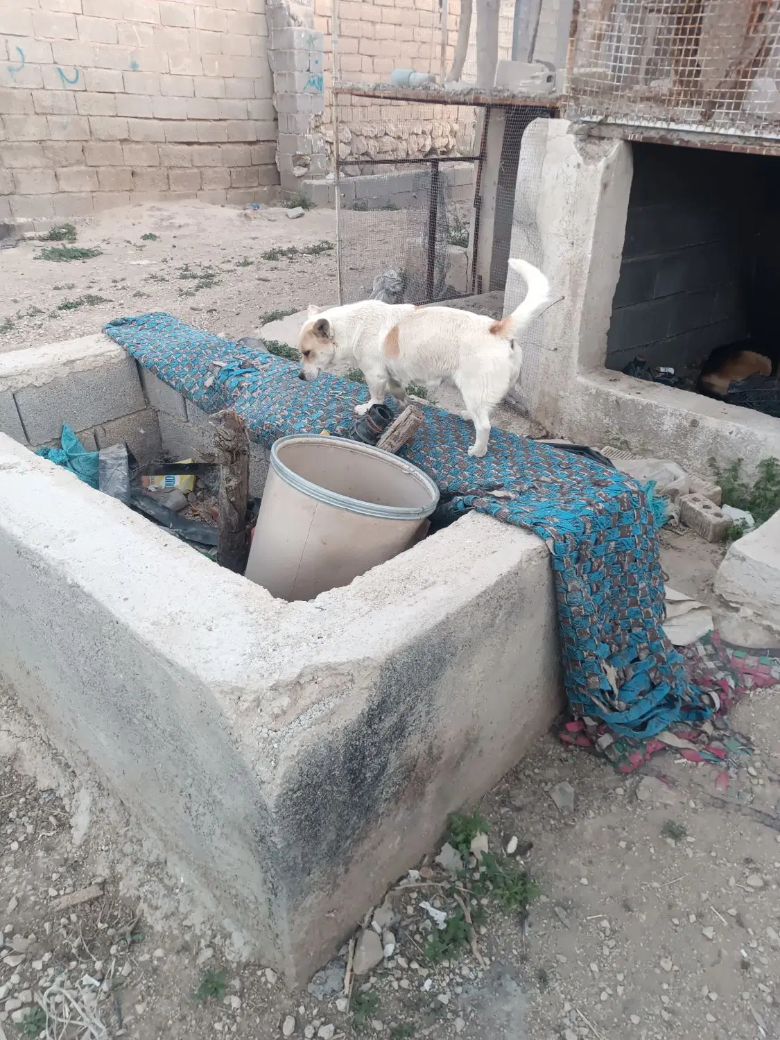 سگ خونگی|سگ|شیراز, بید زرد|دیوار