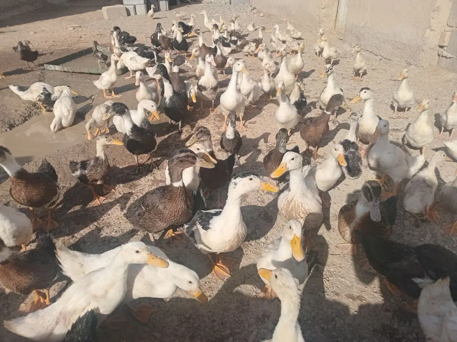 اردک|حیوانات مزرعه|نیمروز, |دیوار