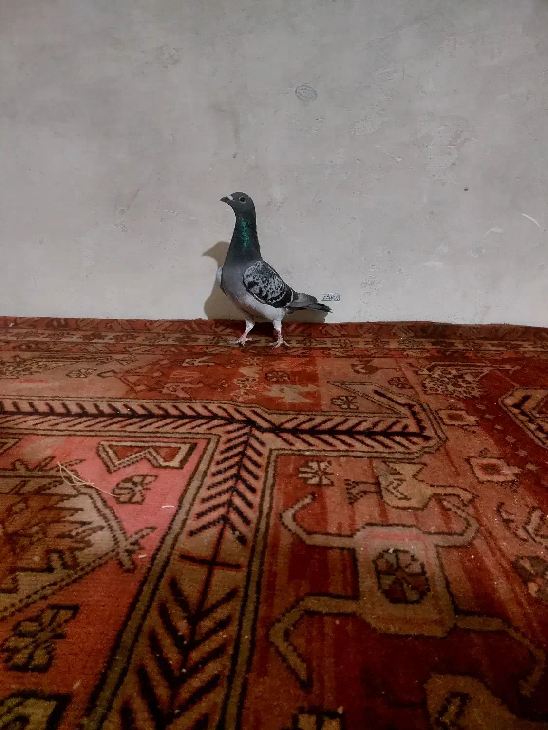 کفتر|پرنده|بستان آباد, |دیوار