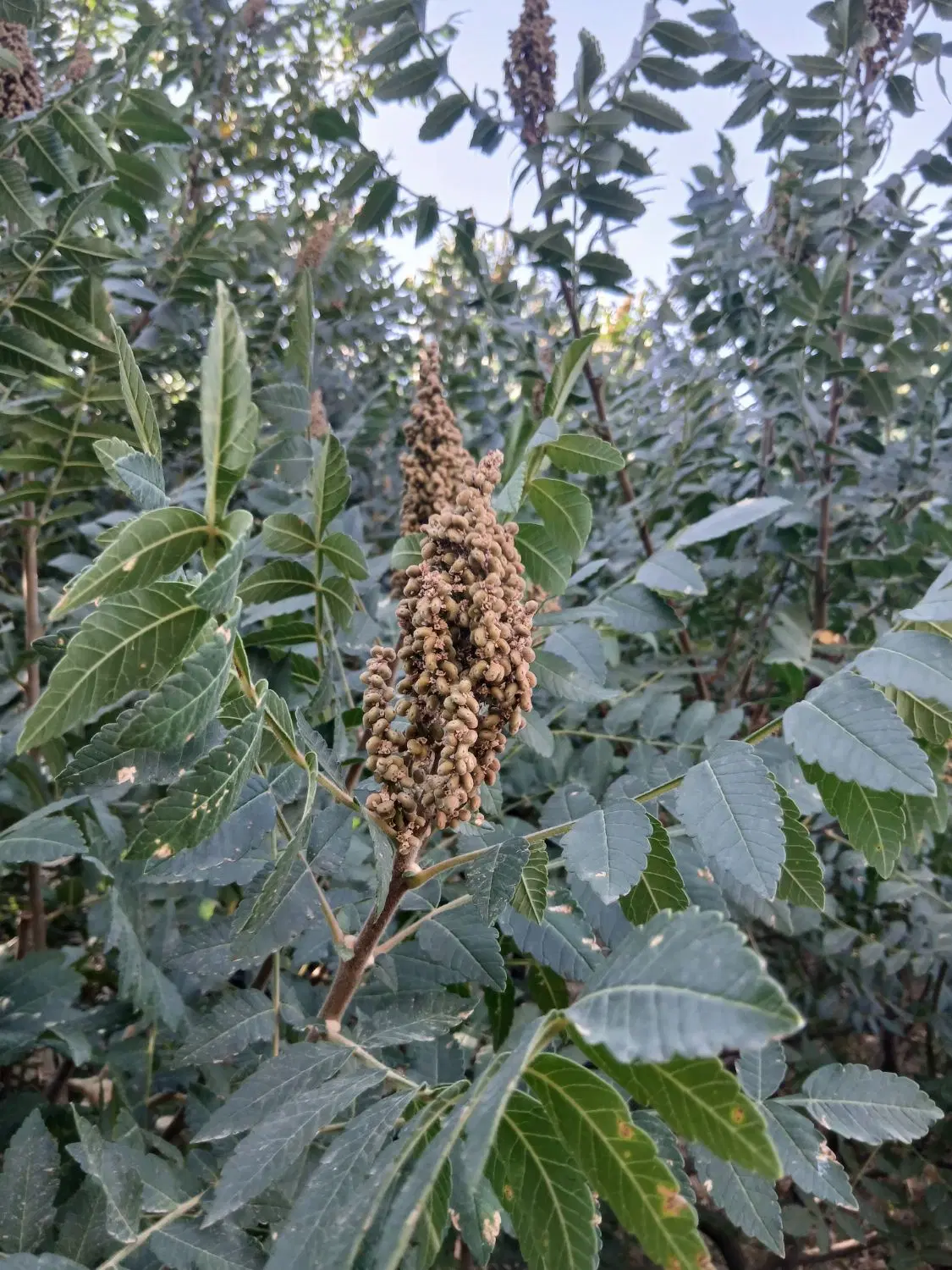 سماق.ترش|خوردنی و آشامیدنی|سردشت, |دیوار
