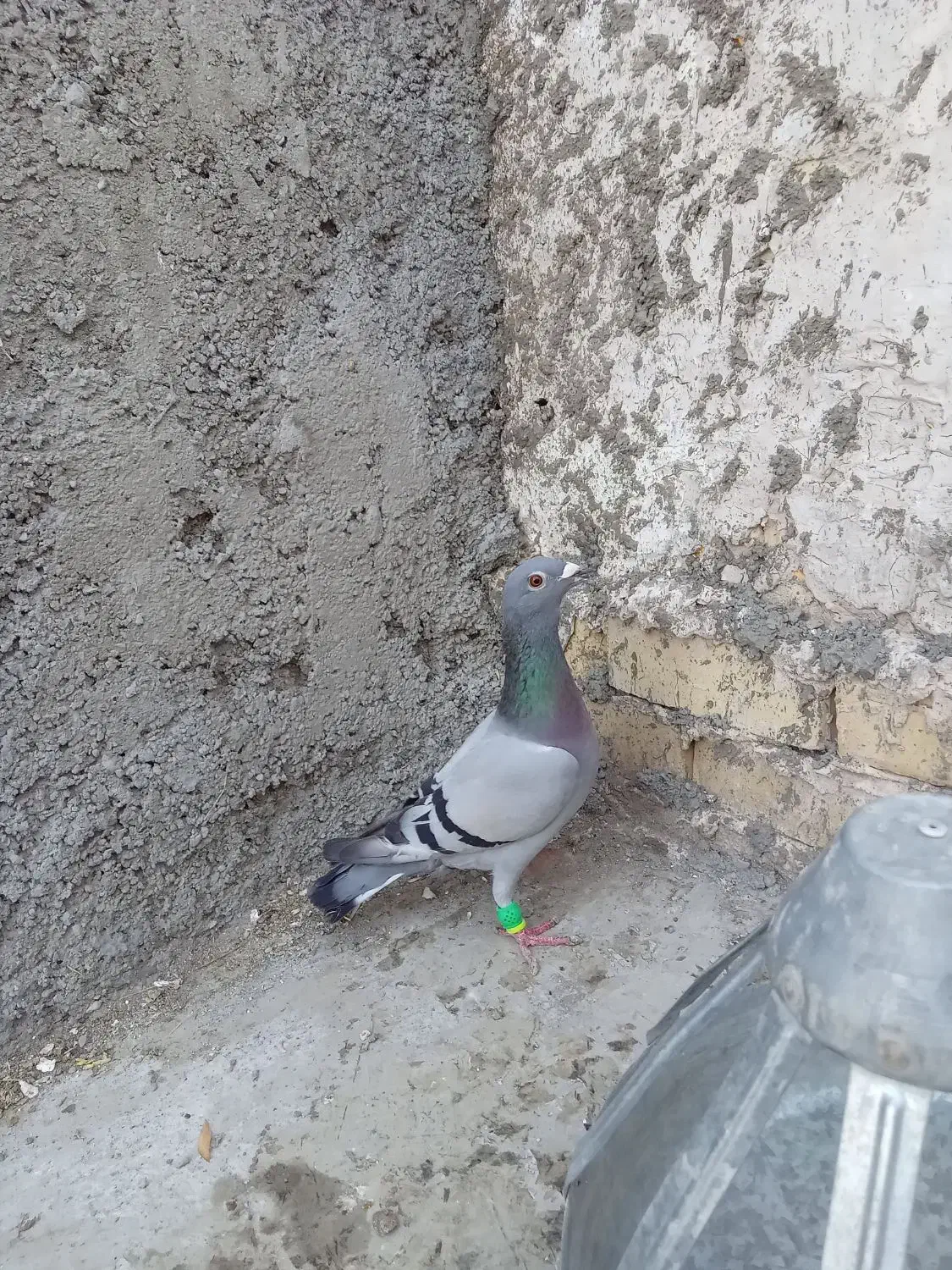 کفتر|پرنده|چناران, |دیوار