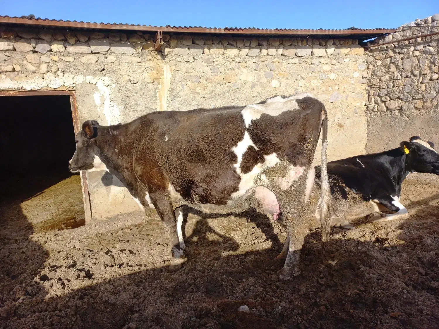 فروش گاو|حیوانات مزرعه|شیروان (خراسان), |دیوار