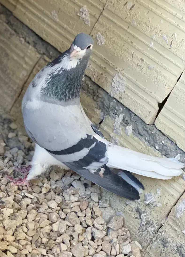 شهری|حیوانات|شیراز, کفترک|دیوار