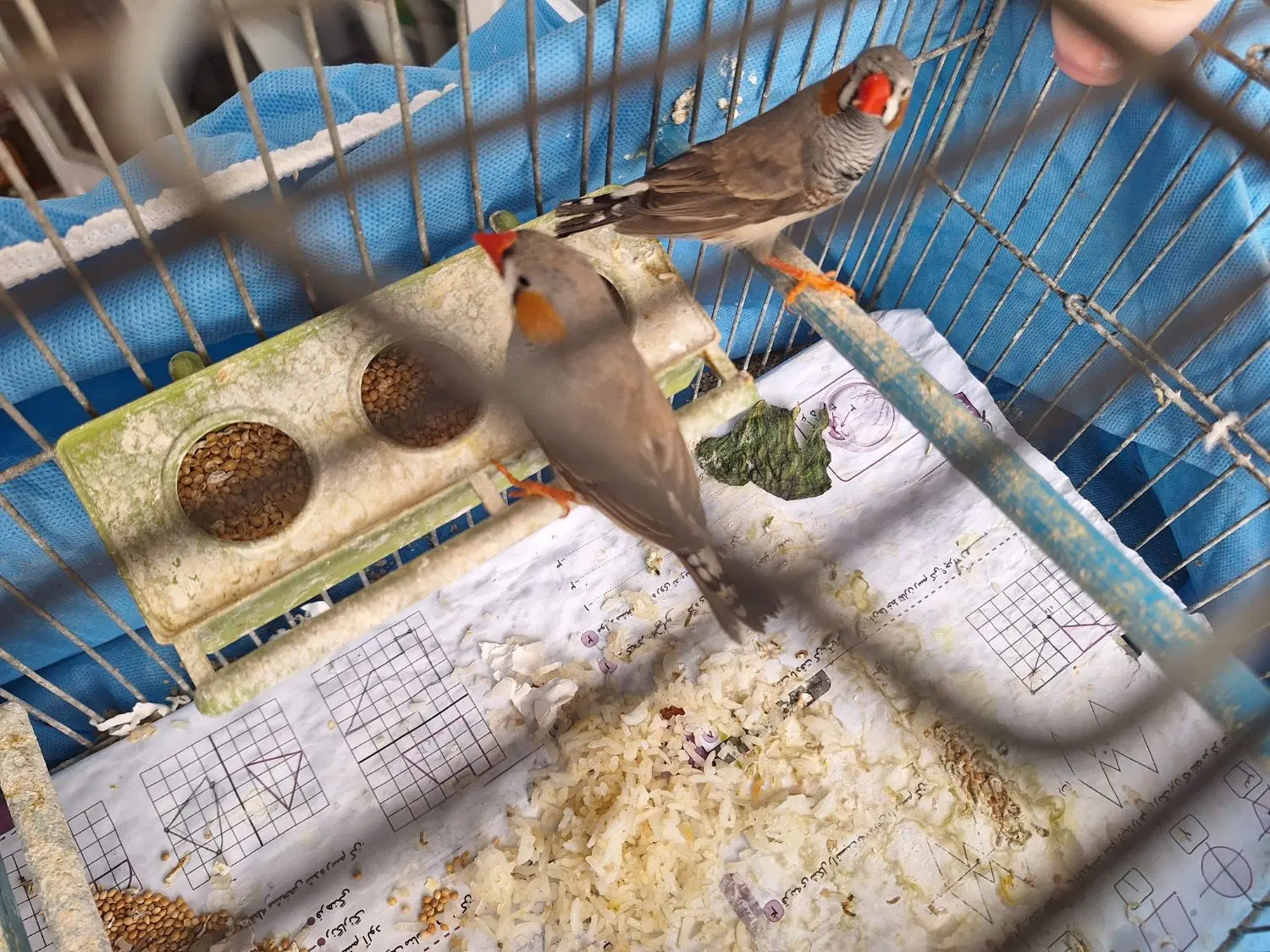 فنچ|پرنده|شیراز, گلدشت معالی‌آباد|دیوار