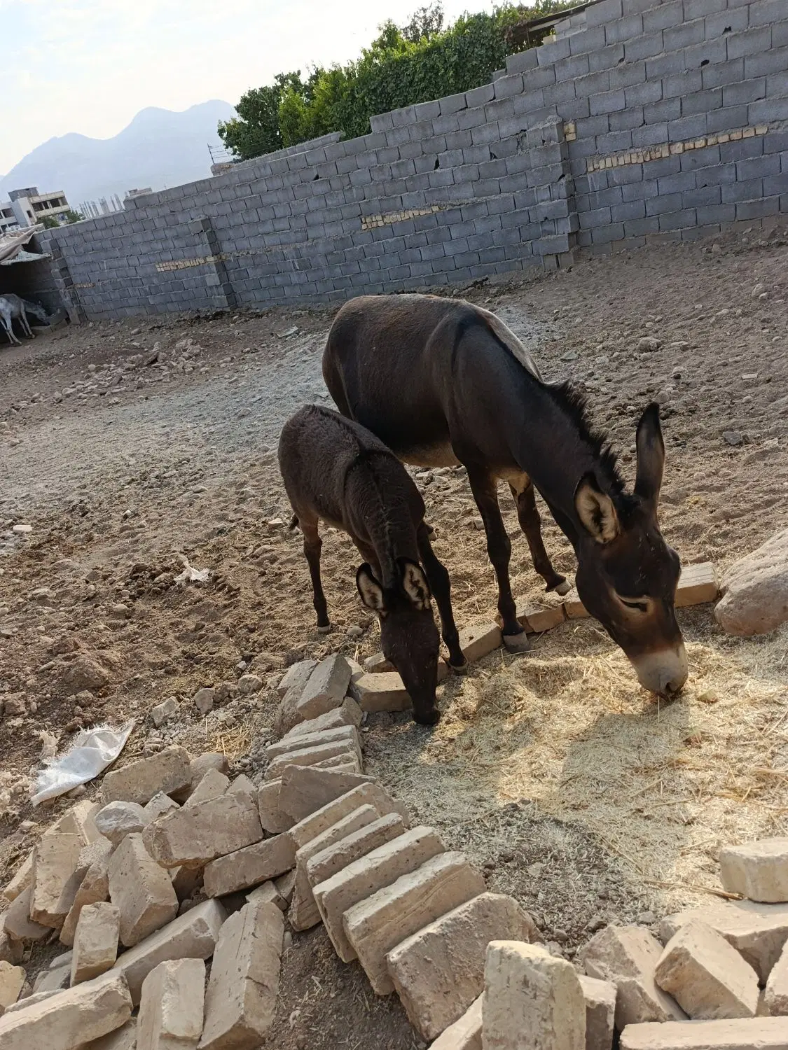 الاغ|حیوانات مزرعه|لردگان, |دیوار