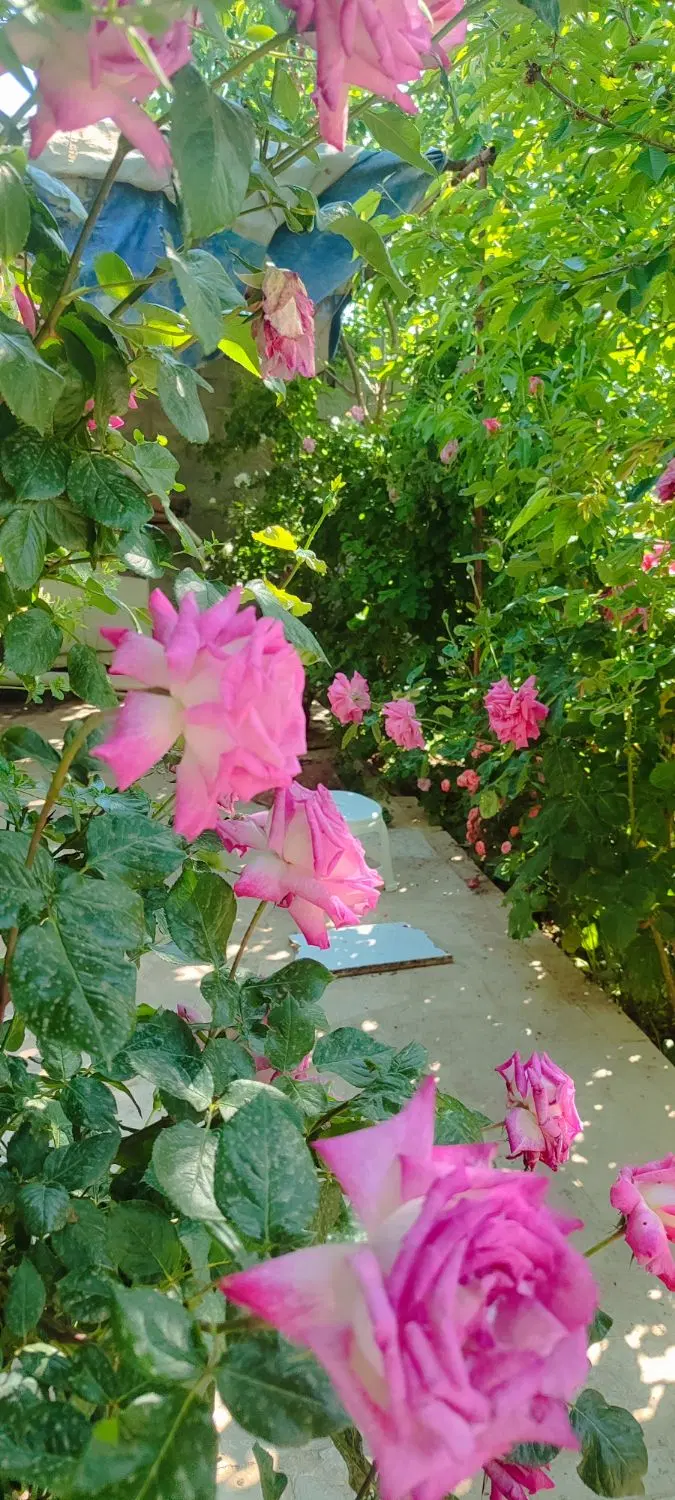 تصویر 15
