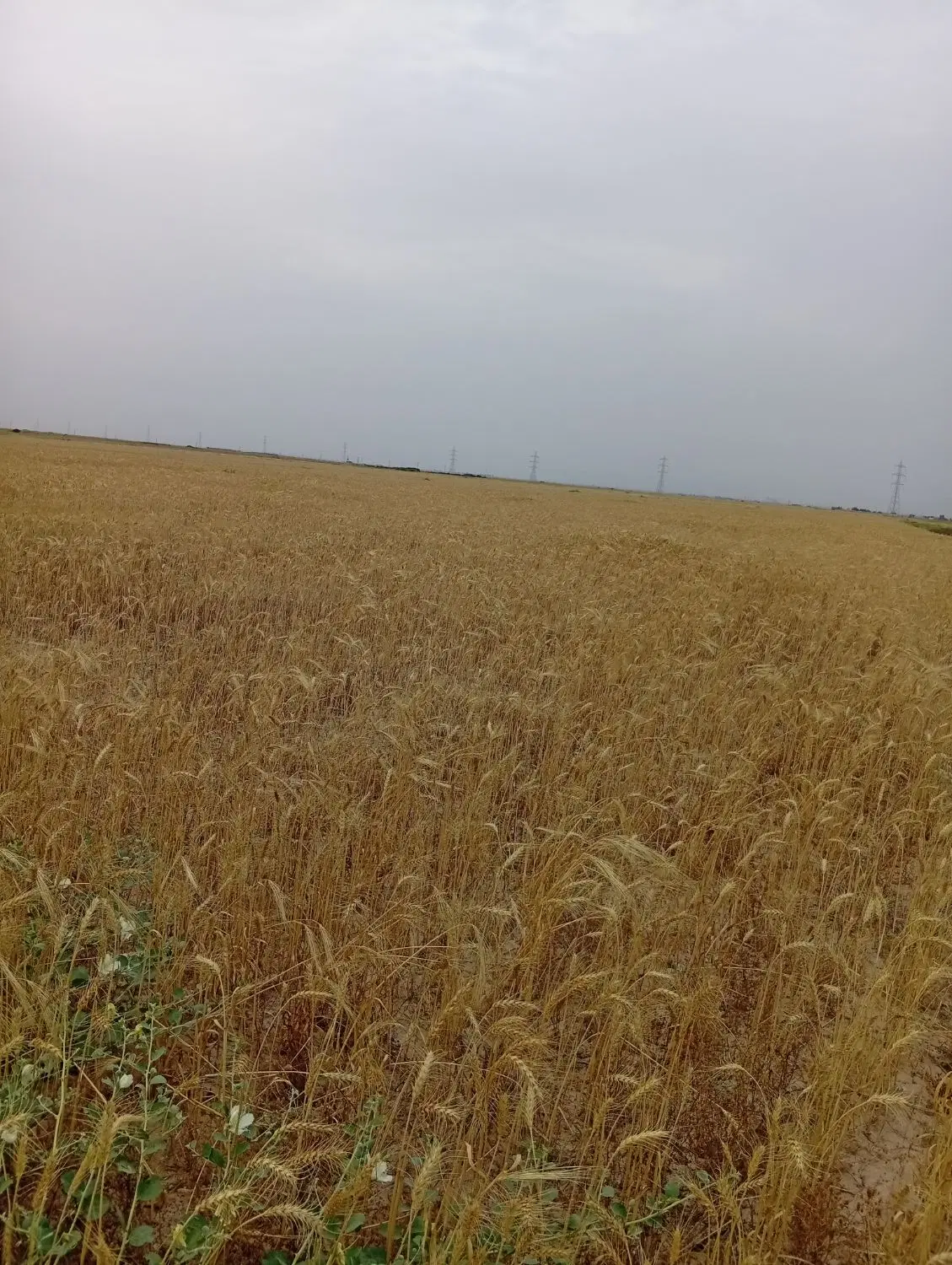 گندم|خدمات باغبانی و درختکاری|دیلم, |دیوار