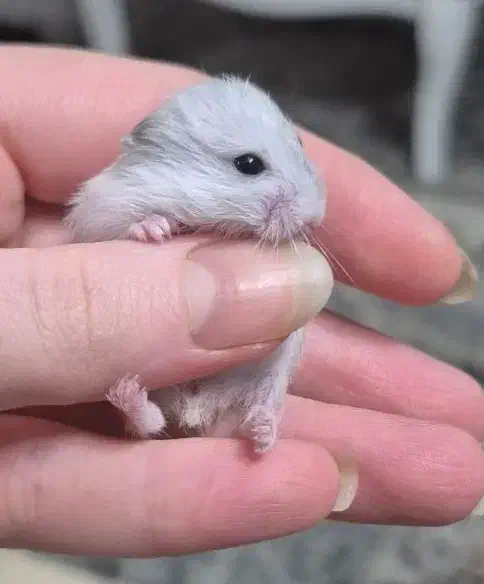 همستر مینیاتوری بامزه|موش و خرگوش|تهران, کیانشهر|دیوار