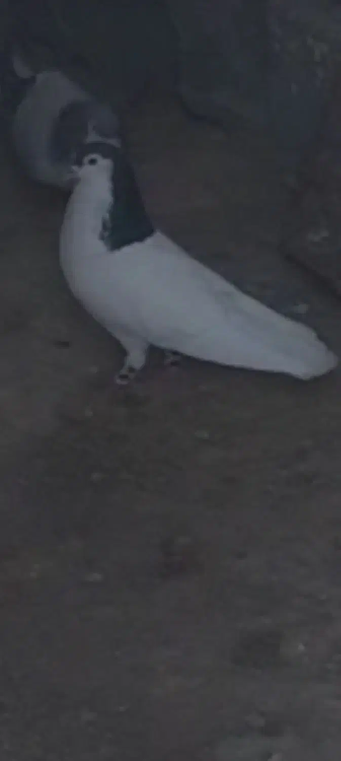 کفتر|پرنده|شیروان (خراسان), |دیوار