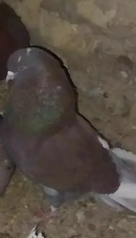کفتر|پرنده|معصومیه, |دیوار