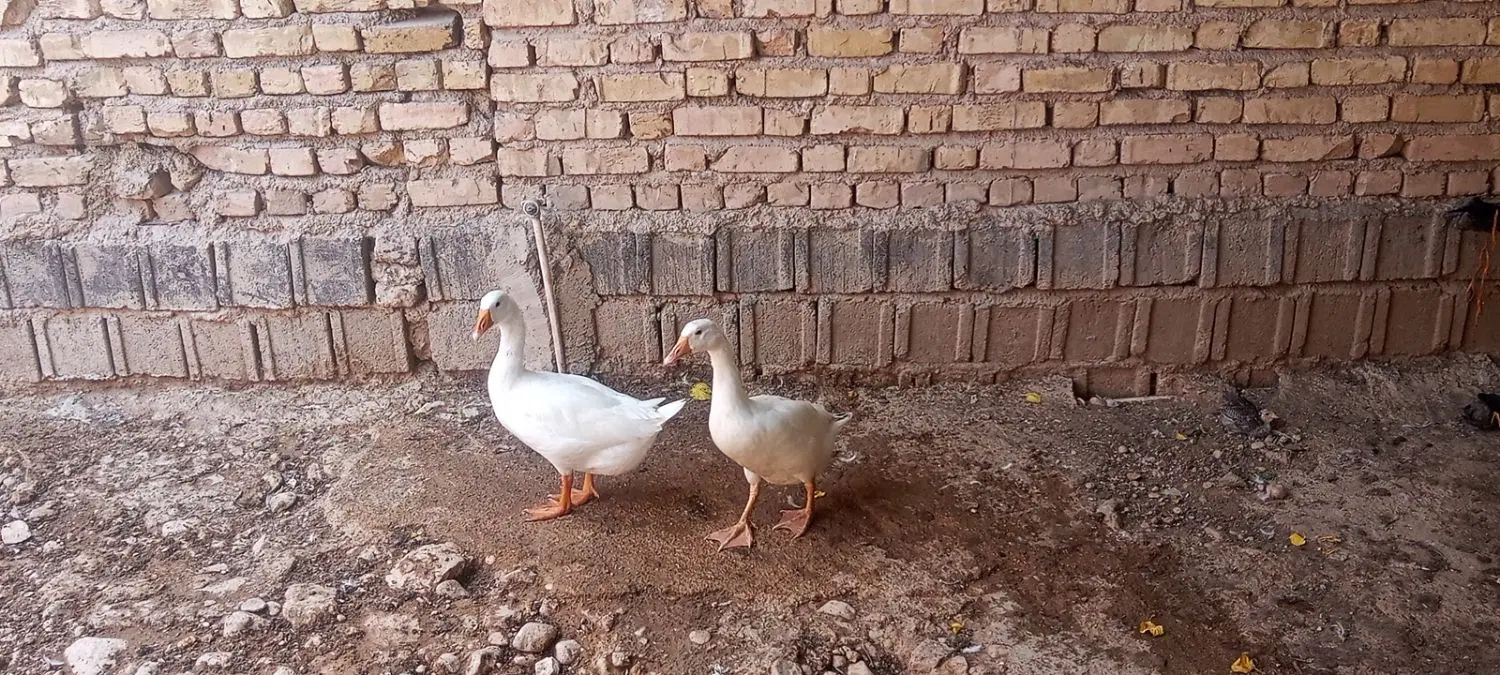 غاز نر|حیوانات مزرعه|شیراز, گل سرخ|دیوار