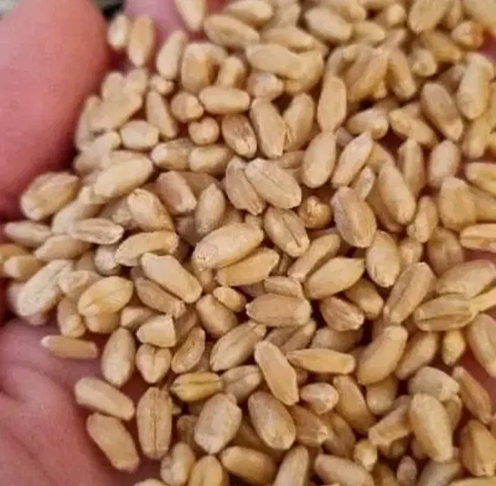 گندم|خدمات باغبانی و درختکاری|کلیائی, |دیوار
