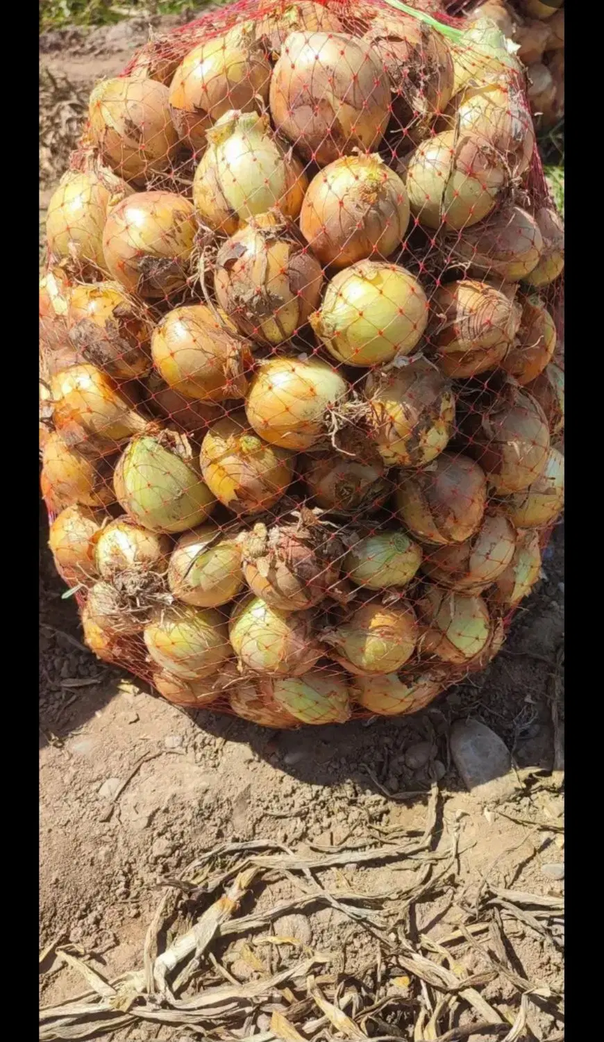 خیار|خوردنی و آشامیدنی|اصفهان, مسجد مصلی|دیوار