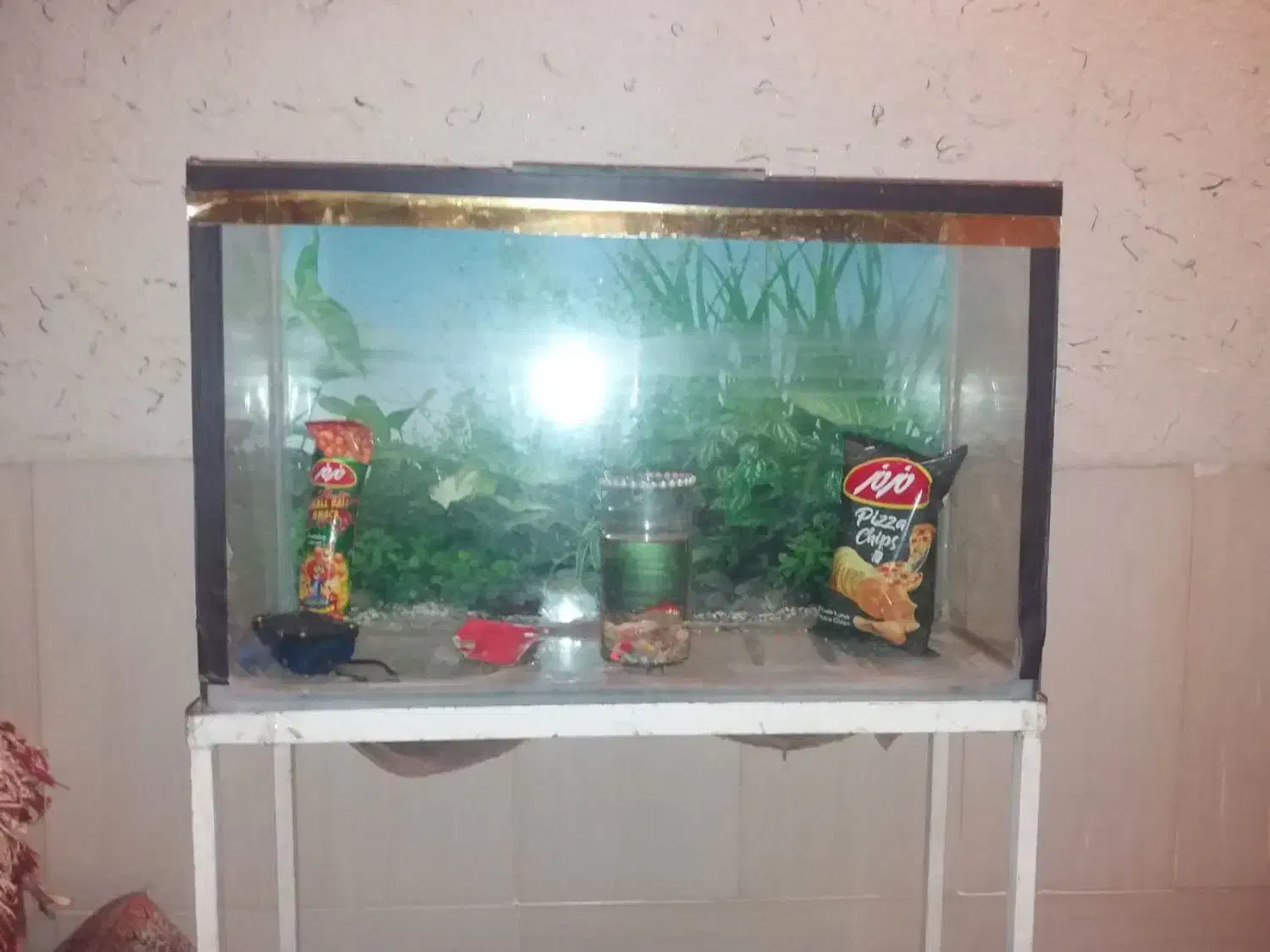 آکواریوم|ماهی|یزد, |دیوار