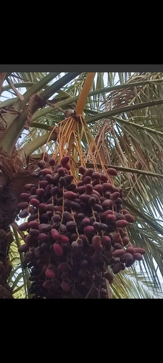 مغ بند|خدمات باغبانی و درختکاری|جیرفت, |دیوار